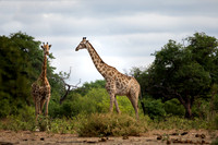 Giraffe - Chobe National Park, Botswana