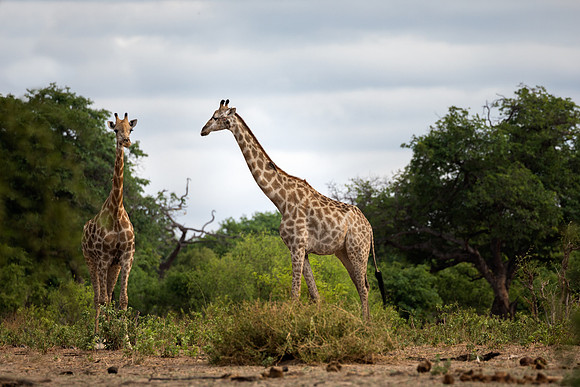 Giraffe - Chobe National Park, Botswana