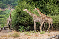 Giraffes - Chose National Park