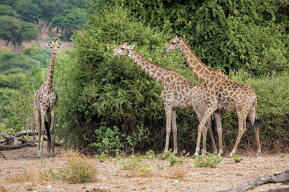 Giraffes - Chose National Park