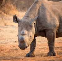Black Rhino, Stanley & Livingston Reserve
