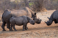 Black Rhino - Stanley & Livngston Reserve