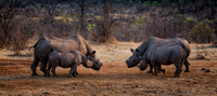 Four Black Rhinos