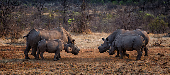 Four Black Rhinos