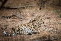 Leopard - Chobe National Park