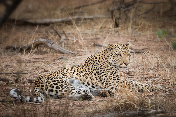 Leopard - Chobe National Park