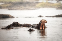 Zimbabwe - hippo - Zambezi River