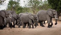 Herd of Elephants - Chobe National Park, Botswana