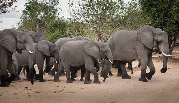 Herd of Elephants - Chobe National Park, Botswana