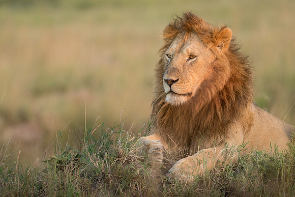 Daniel the Lion - Maasai Mara, Kenya, Africa