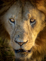 Africa