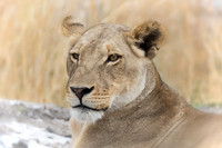 Lioness - Chobe National Park, Botswana