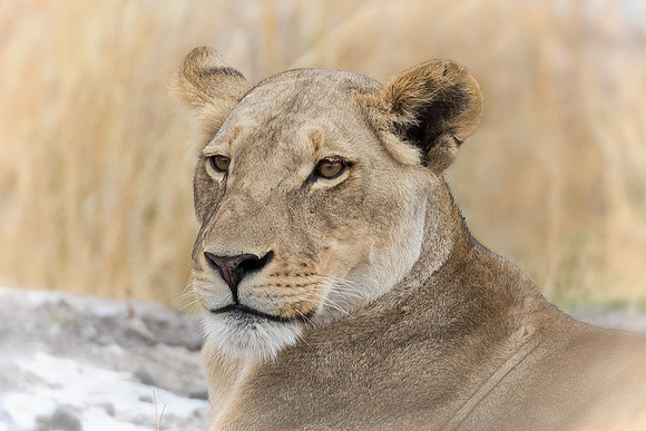 Lioness - Chobe National Park, Botswana