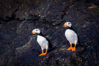 Puffins