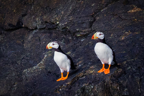 Puffins
