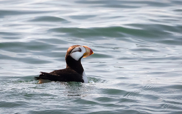 Puffin