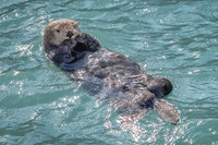 Otter