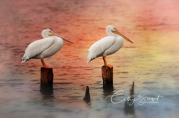 Colorful Pelicans
