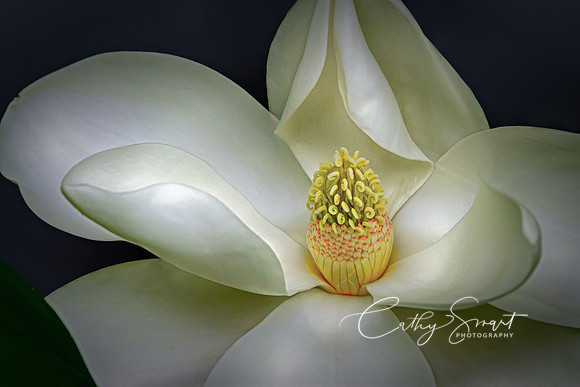 Louisiana Magnolia