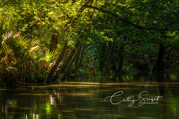 Morning in the Bayou