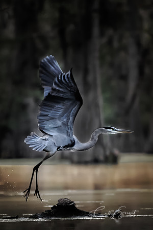 A Great Blue Heron