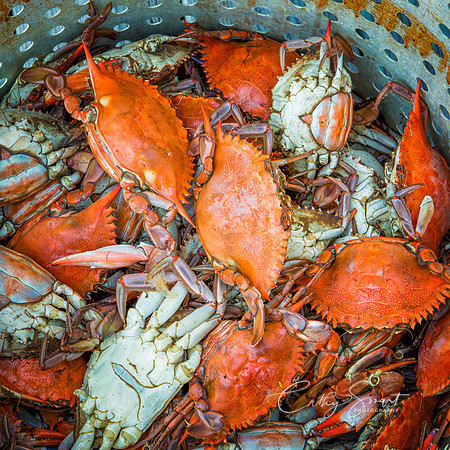 Crabs - 24 x 24
