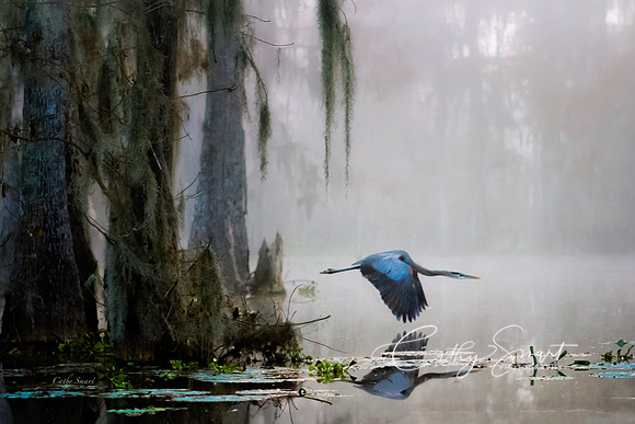 A Great Blue Heron in Flight