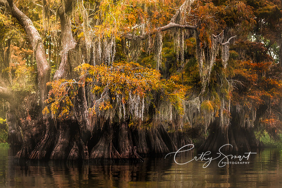 Colorful Cypress