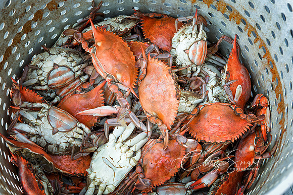 Crabs