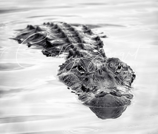 Alligator, Louisiana - 20.4 x 24