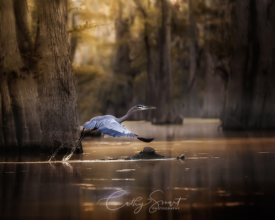 Great Blue Heron #2  16 x 24