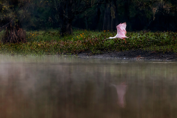 Roseate Spoonbill