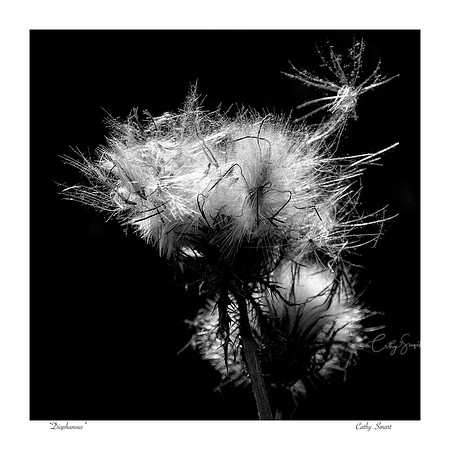 Diaphanous - Louisiana