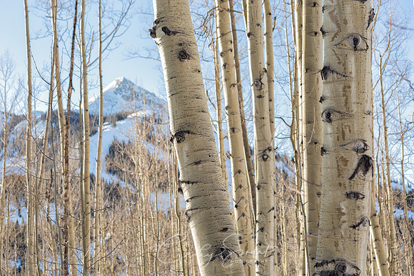 Aspens in the Winter